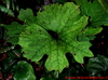 Sanguinaria canadensis